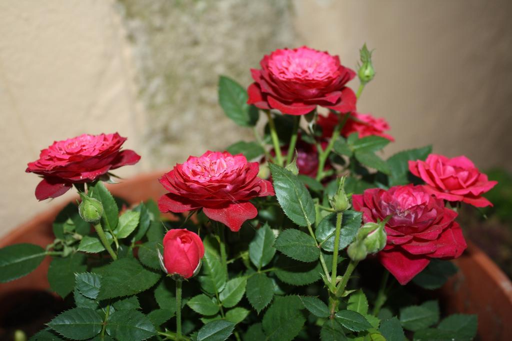 חאניה Anemones Rooms מראה חיצוני תמונה
