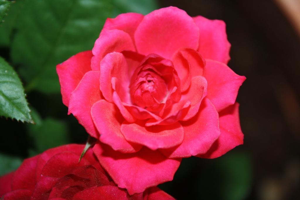 חאניה Anemones Rooms מראה חיצוני תמונה